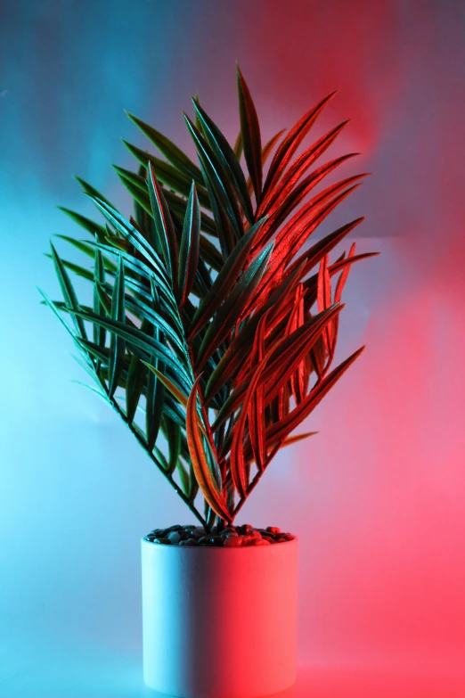 a plant in a pot is sitting against a red and blue background