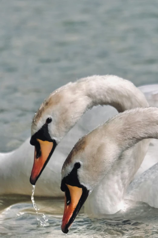 a couple of white swans sitting next to each other on top of water