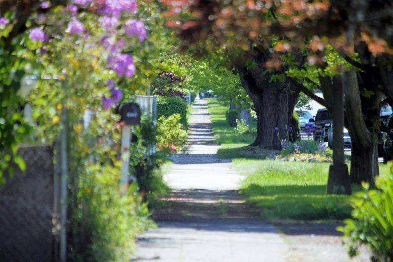 a pathway that has been placed between two trees