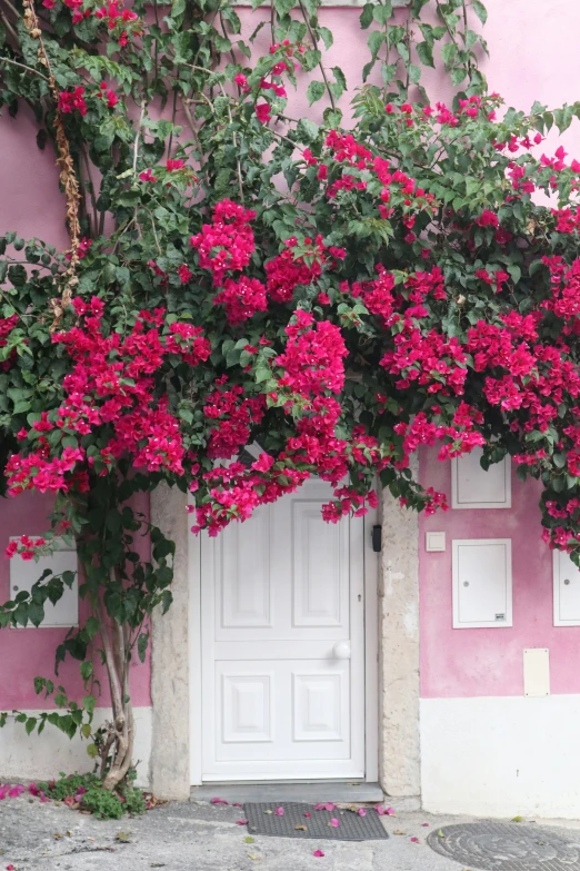 an image of a flower tree over a door