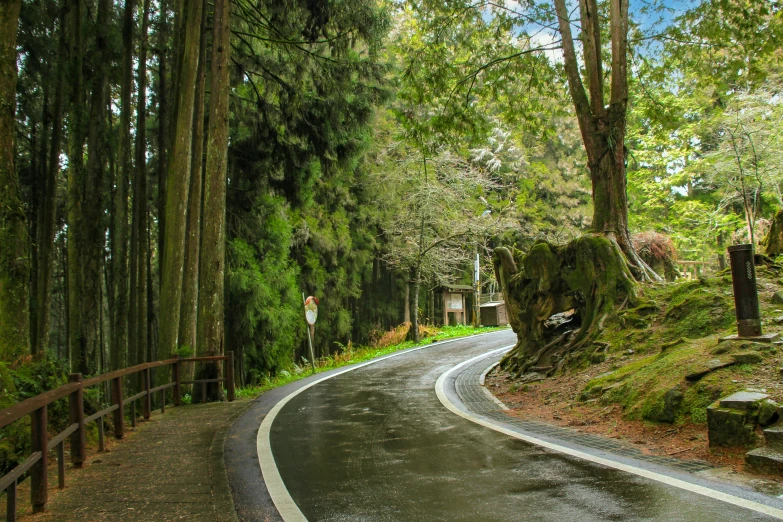 a winding road surrounded by trees in the forest