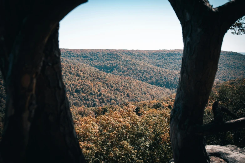 a couple of trees are sitting on a hill