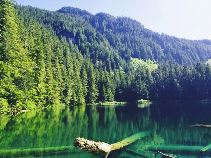 a lake with a wooden log on it near the forest