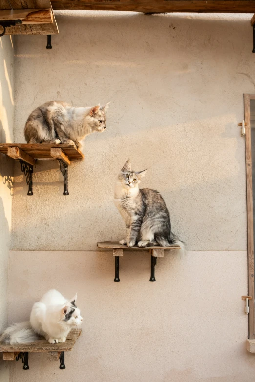 a couple of cats sitting on a ledge of a wall