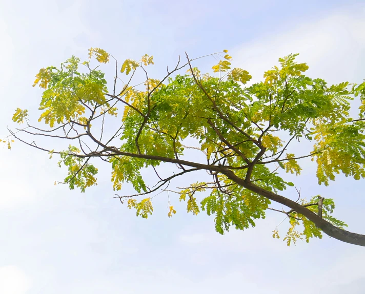 a tree with green leaves in front of blue sky