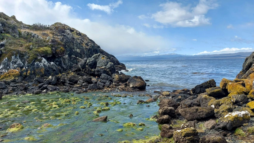 green algaes and rocks near the ocean