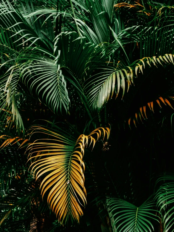closeup of a tropical palm tree with yellow tips