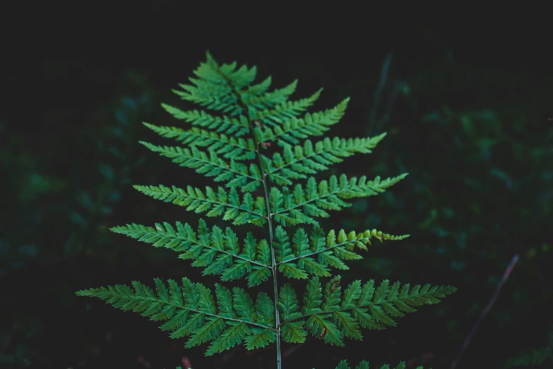 the fern is in full green light and on a dark background