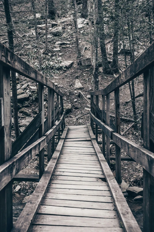 a boardwalk in a wooded area with trees