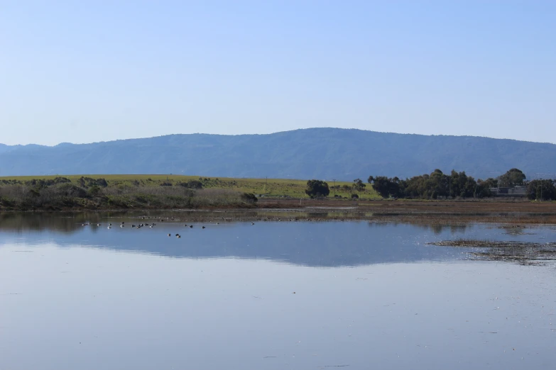 there are many birds that can be seen in the water