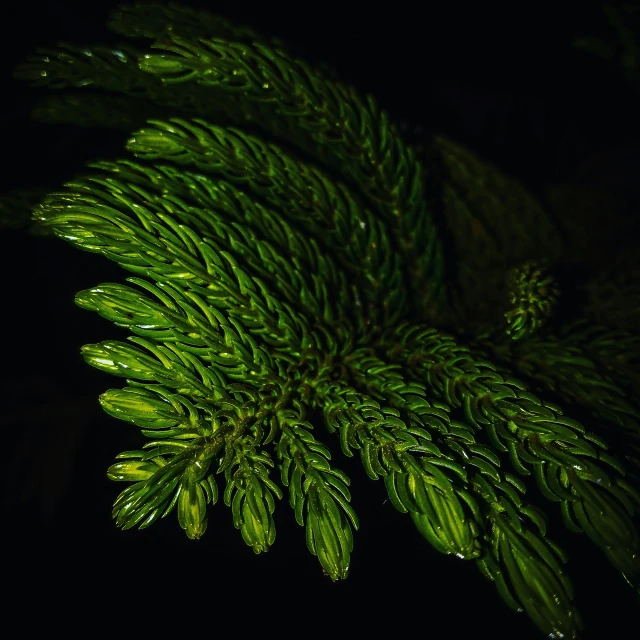 a green fir tree nch covered in water drops