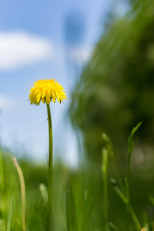 a dandelion on a sunny day in a field