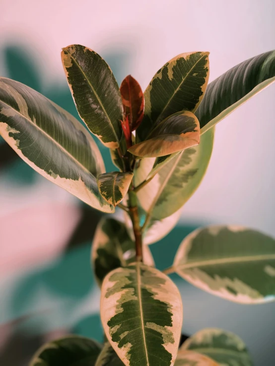 a tree with lots of green leaves and brown and white spots