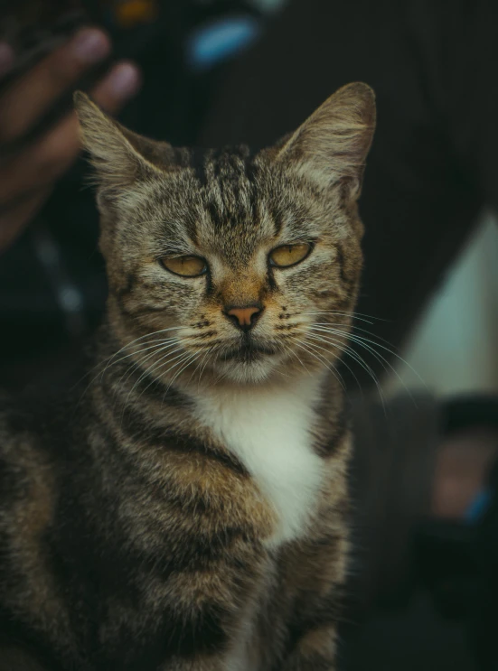 a gray and white cat looking at soing