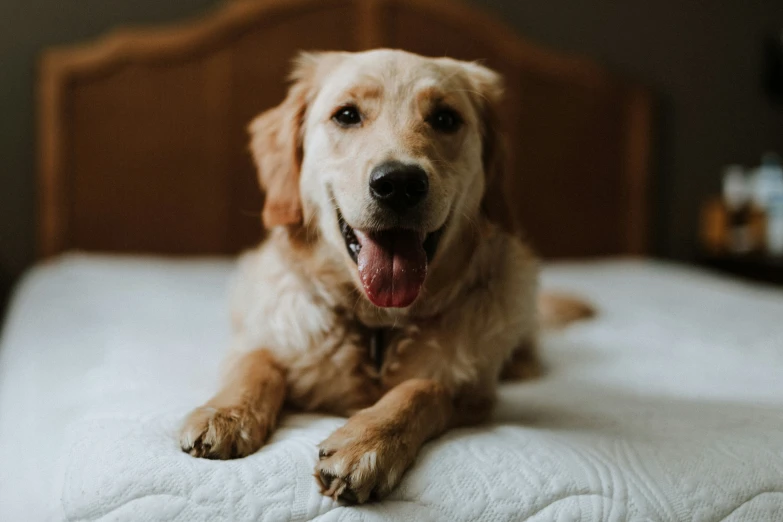 the large dog smiles while lying on the bed