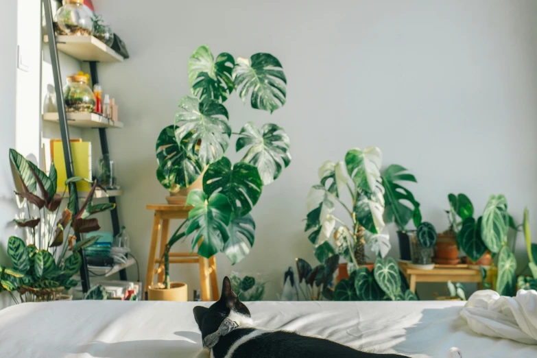 a black dog laying down in the middle of a bed