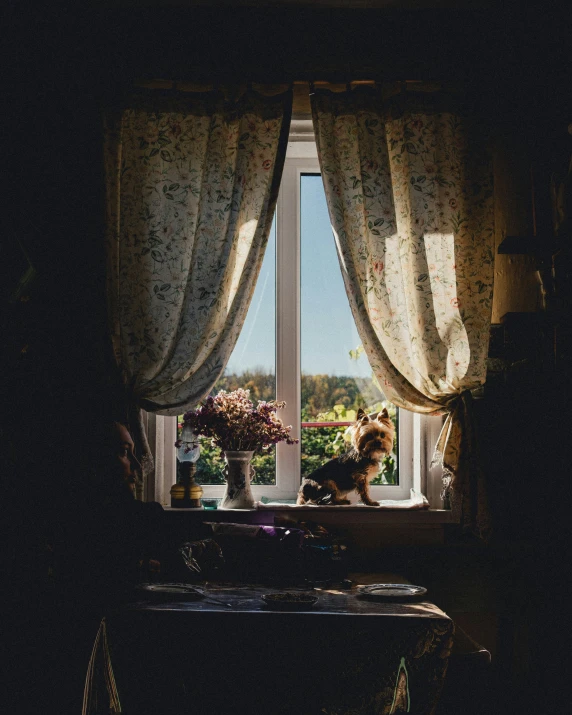 a dog sitting at a window sill looking out the window