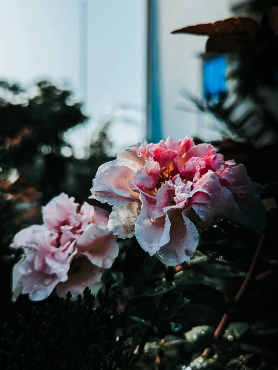 flowers outside in a small patch of shrubbery