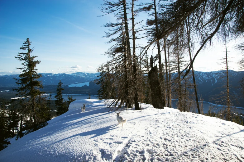 this is a picture of a person on a snowboard at the top of a hill