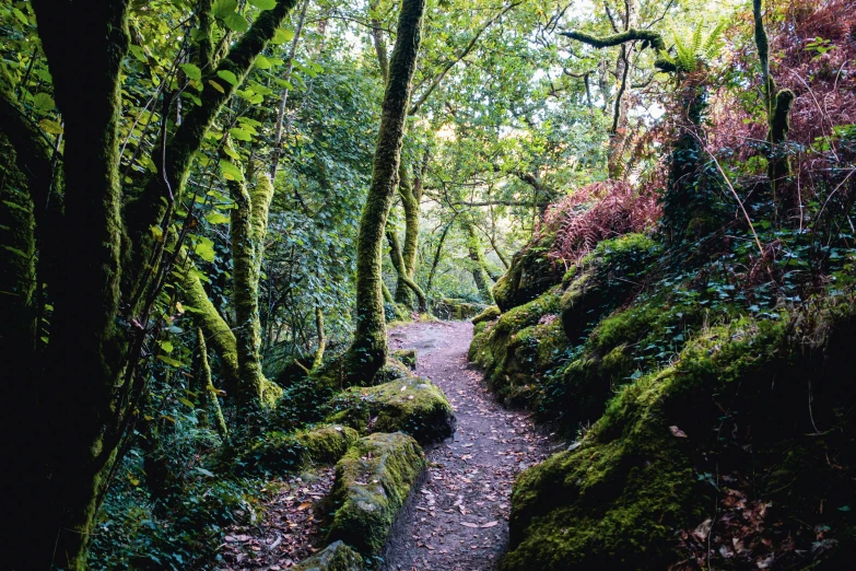 a dirt path runs through the green wooded forest