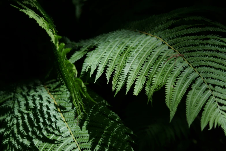 a fern frond in the dark is almost gone