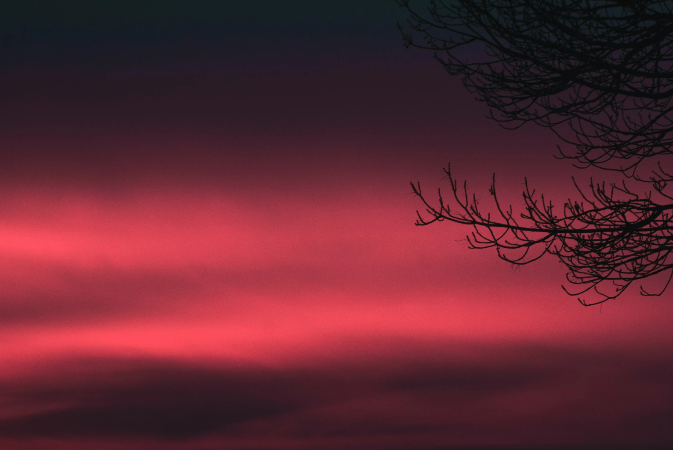 the silhouette of a tree in the sky at sunset