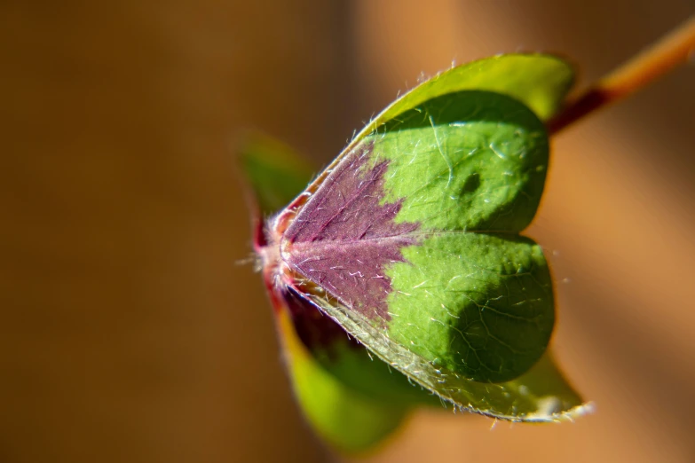 a flower that has some green leaves with red dots on it