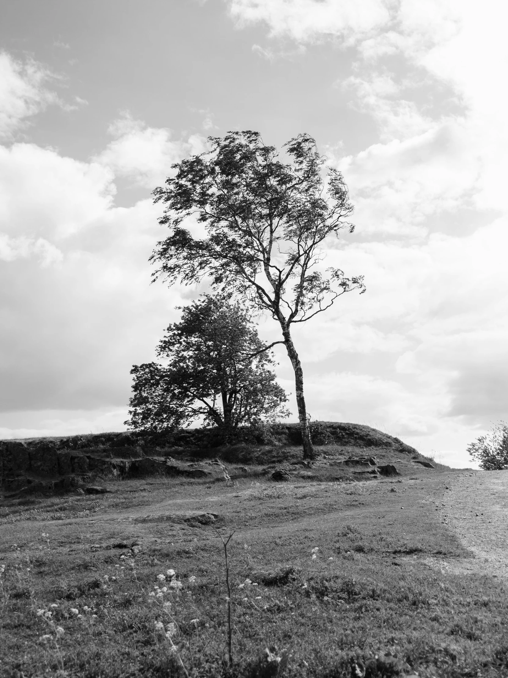 trees standing on a hill under a cloudy sky