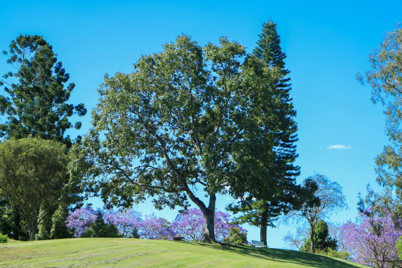 a grassy hill under some pretty trees