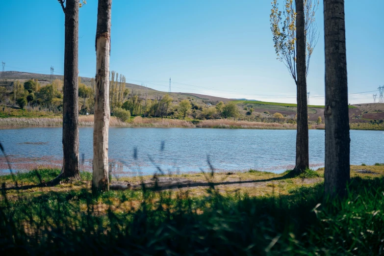 trees are standing in front of a large blue lake