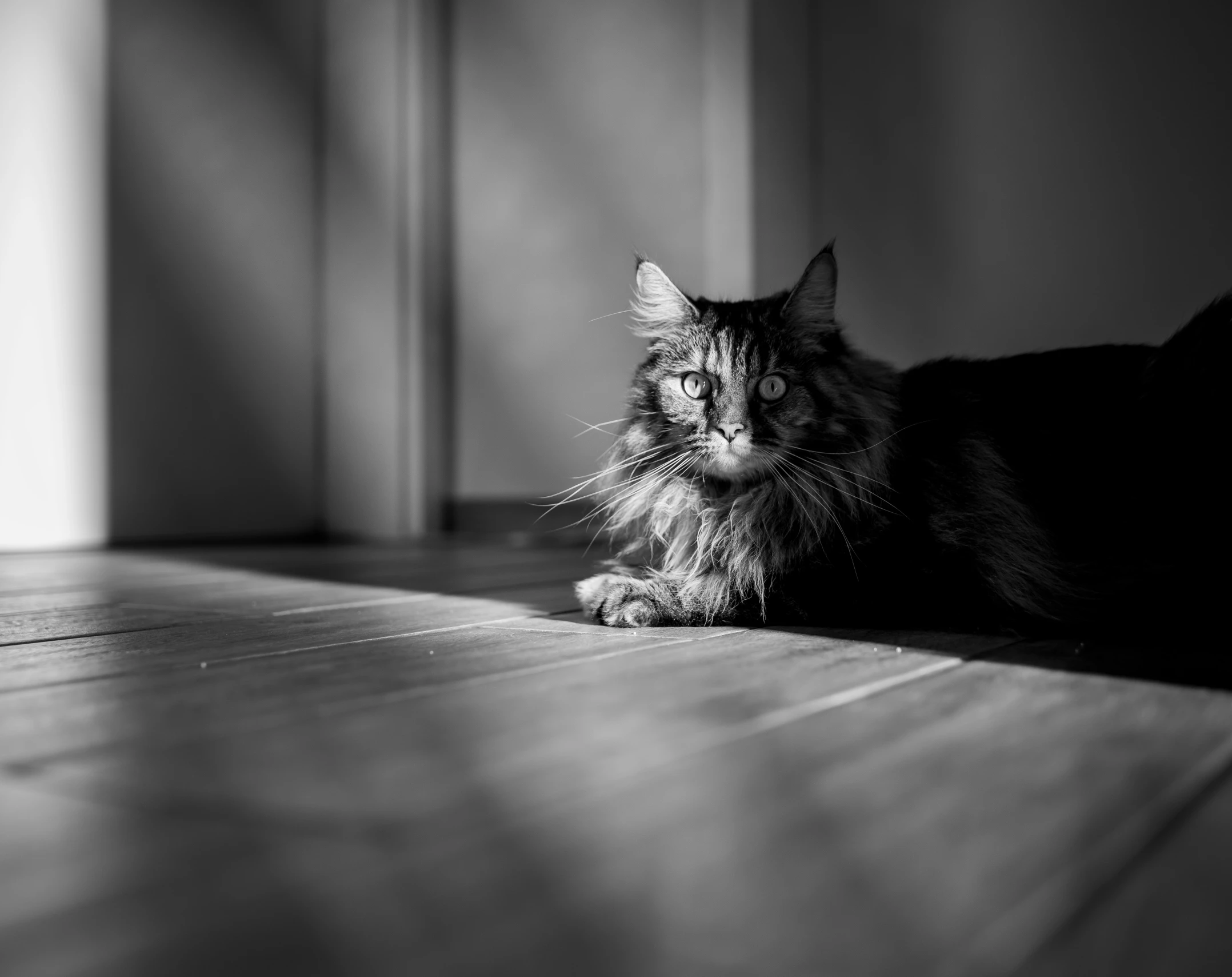 a fluffy kitten is laying on the floor