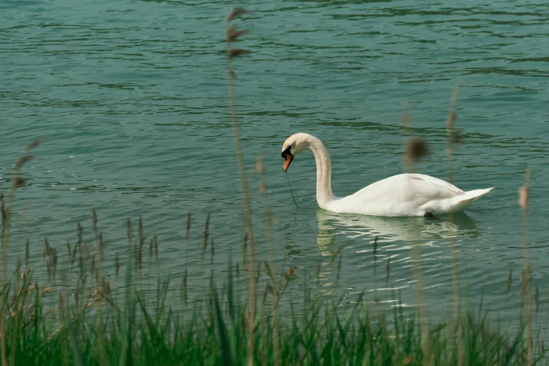 a swan sitting in water near tall grass