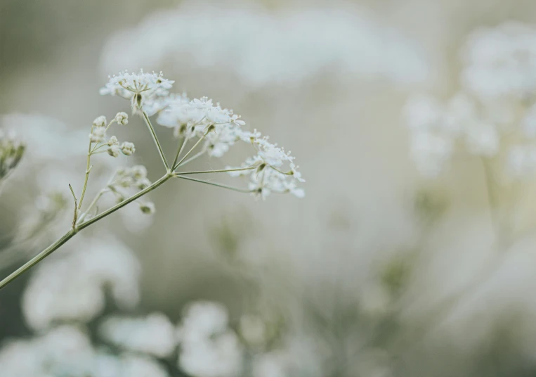 white flowers with green stems are on the other side of the po