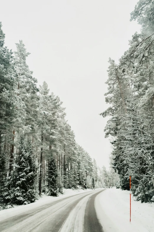 snow covered road surrounded by trees in winter