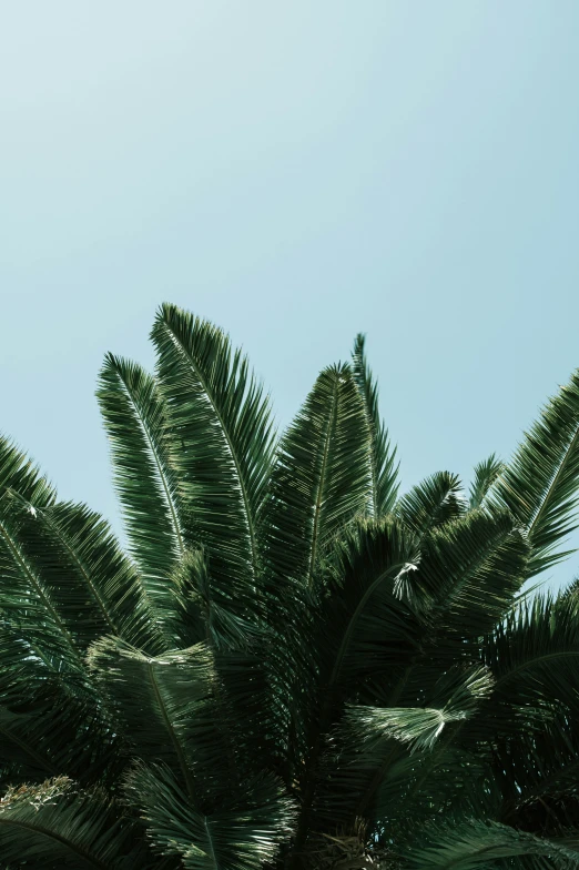 a palm tree with a sky background