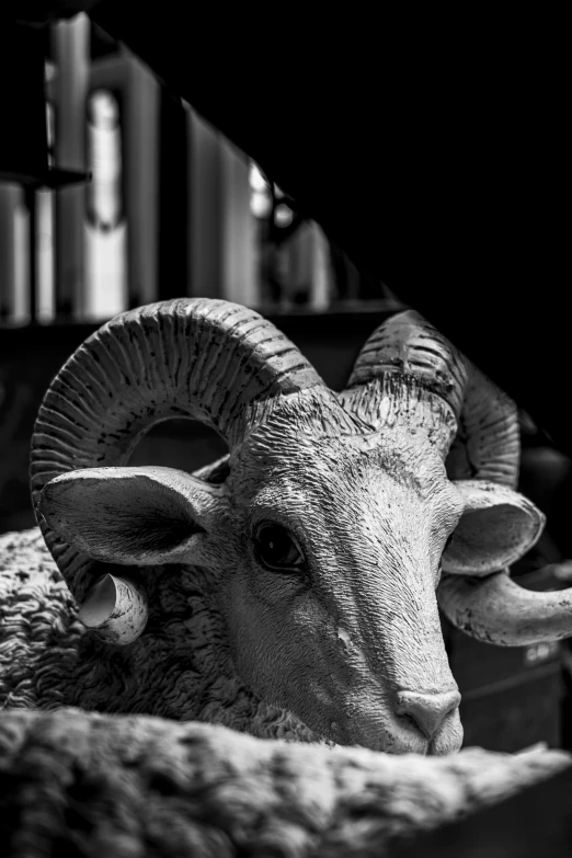 a ram in the corner of a room with some books