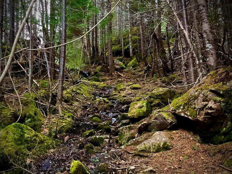 a dirt path surrounded by trees in a forest