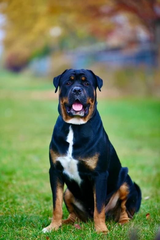 a dog that is sitting in the grass