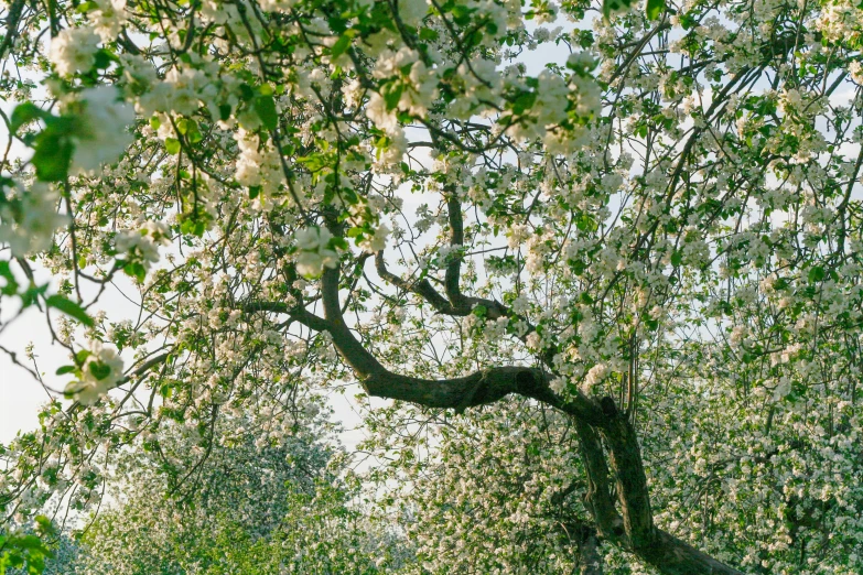 two benches under a tree in the park