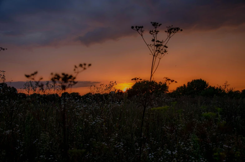 a view of the sunset from a meadow