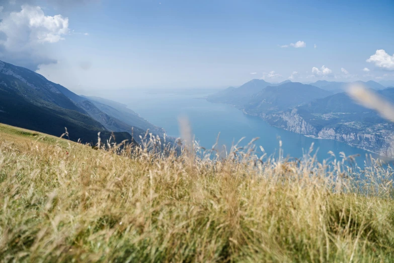 some very tall grass in the foreground with mountains behind