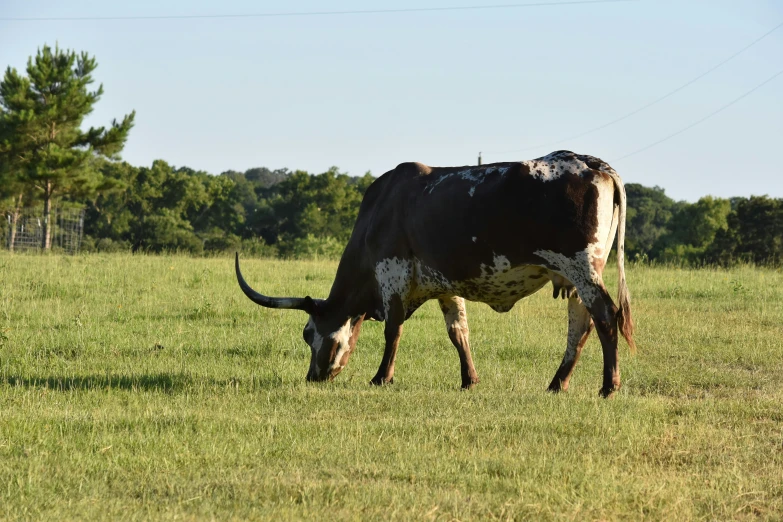 a big horned bull grazing on some grass