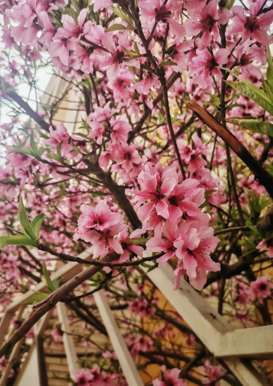 a flowering tree with pink flowers in a backyard