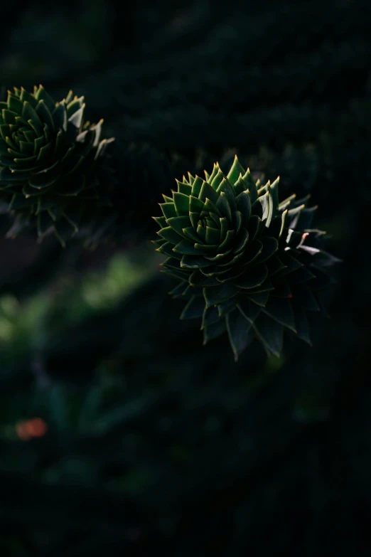 the green leaves of an artichoke plant are shining