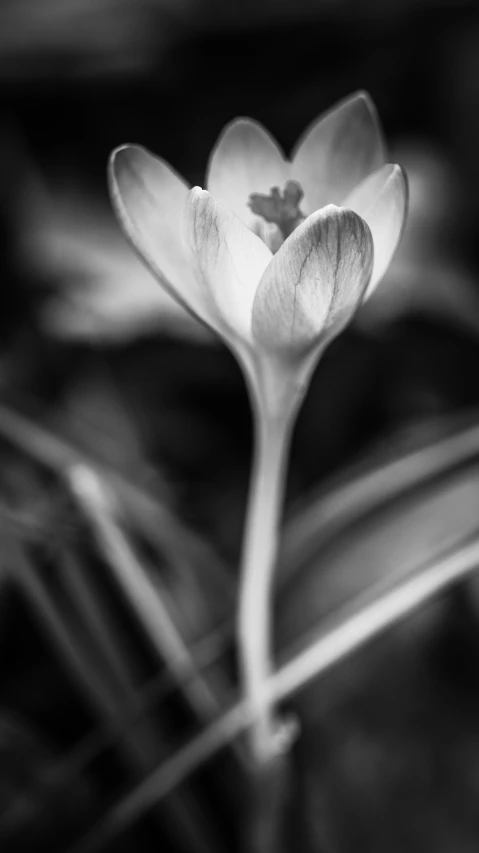 a flower bud with some grass in the background