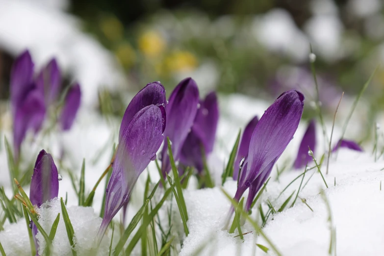 some purple crocbees are in the snow