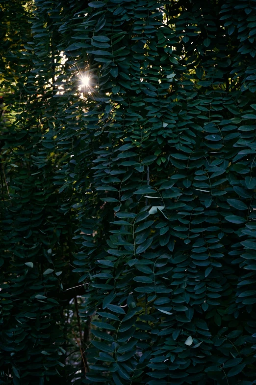 the sunlight shines through a dense bush full of leaves