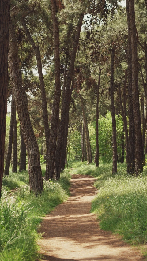 a trail is covered in lots of green trees