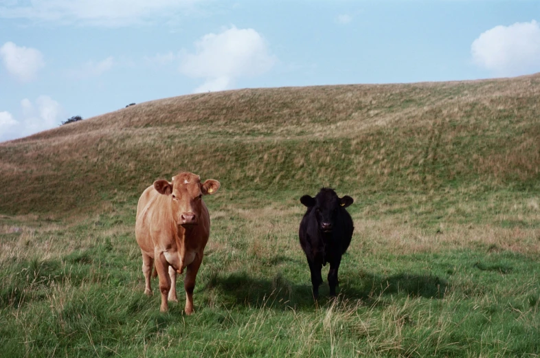 two cows walk together on the edge of a grassy hill