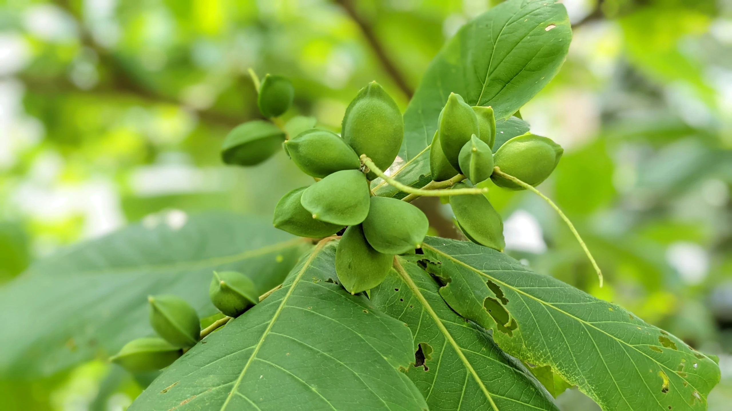 closeup on leaves and some green colored leaves